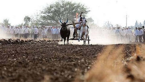bullock cart race : बैलगाडी शर्यतीवर आता १५ डिसेंबर रोजी सुनावणी