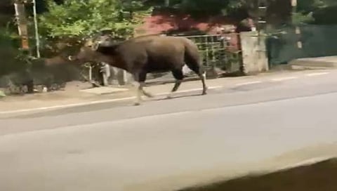 कोल्‍हापूर : विवेकानंद कॉलेज, जिल्हाधिकारी कार्यालय, सीपीआर चौकात गव्याचे दर्शन (video)