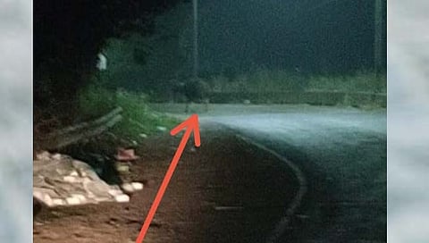 कोल्हापूर : कसबा बावडा-कदमवाडी परिसरात गव्याचे दर्शन