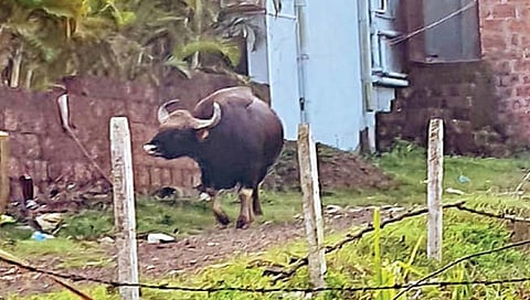 कोल्हापूर : पाडळी खुर्द, कसबा बीड येथे गव्याचे दर्शन