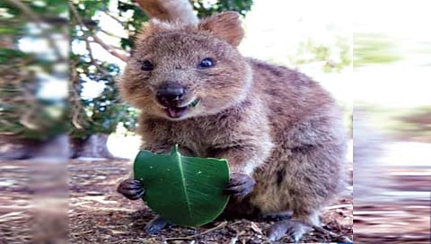 जगातील ‘हा’ सर्वात आनंदी प्राणी!