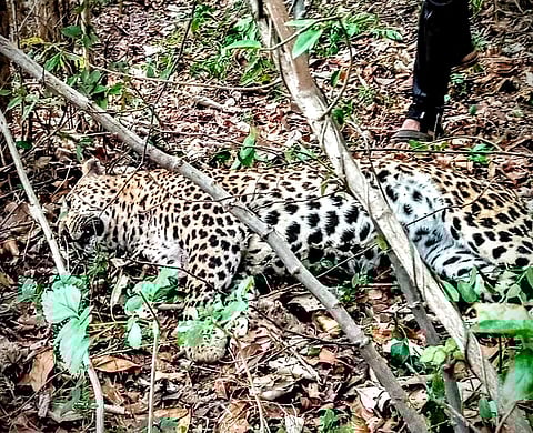 चंद्रपूर : तीन वर्षाच्या बिबट्याचा झुंजीत मृत्यू