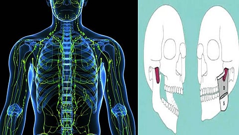 शरीरातील ‘या’ अज्ञात भागाचा लागला शोध