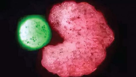 संशोधकांनी बनवला असा ‘रोबो’ जो चक्क प्रजननही करू शकतो!