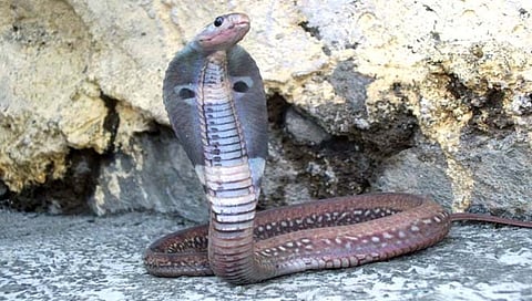 खवले नसलेल्या नागाची जागतिक पातळीवर नोंद; युनूस मणेर यांचे योगदान