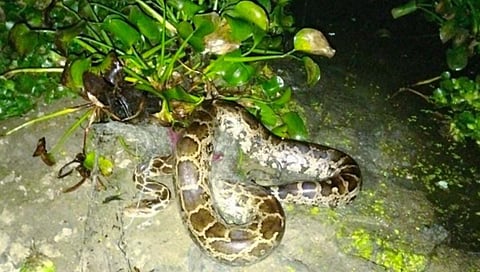 वर्धा : रामाळा तलावात मासेमारीच्या जाळ्यात अडकला भलामोठा अजगर