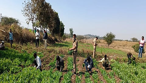 दिंडोरी पोलिसांच्या धडक कारवाईत आठ लाखांचा अफू जप्त ; तिघांना अटक