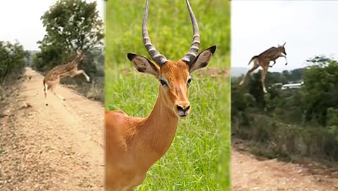 अरे बाप रे! हरणाला फुटले पंख (viral video)