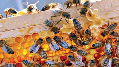 कृषिपूरक उद्योगांसाठी ‘मधुर’ पर्याय