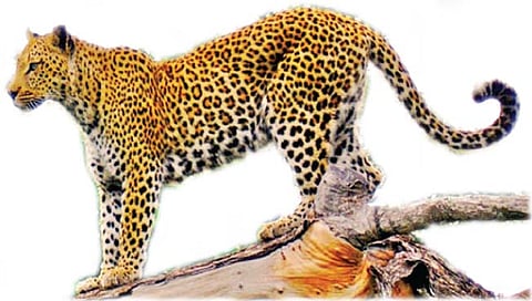 बिबट्यामुळे ऊसतोडीवर परिणाम