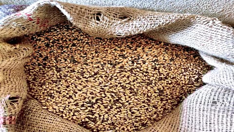 रेशन धान्य : रेशन धान्यात किडे अन् माती