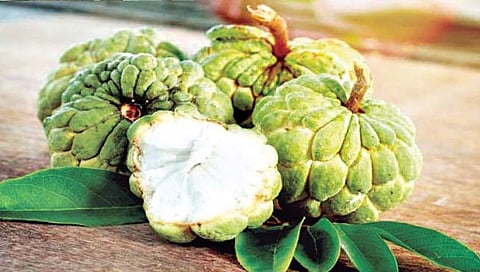 फळपीक : सीताफळ लागवडीतून करा अर्थार्जन