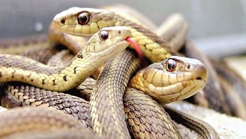 कॅलिफोर्निया : 124 विषारी सापांनी केला घरावर हल्‍ला