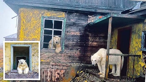 चक्क इमारतींमध्ये ध्रुवीय अस्वल!