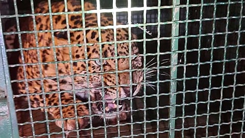 रत्नागिरी : साठरेबांबर येथे विहिरीत पडलेल्या बिबट्याला जीवदान