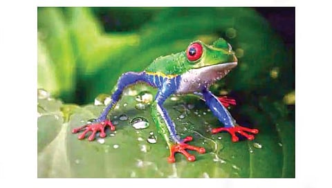 ‘या’ बेडकासारखे माणसामध्येही उगवतील तुटलेले अवयव?