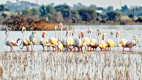 ‘फ्लेमिंगो’ पक्ष्यांनी फुलला एकरूख, हिप्परगा तलाव