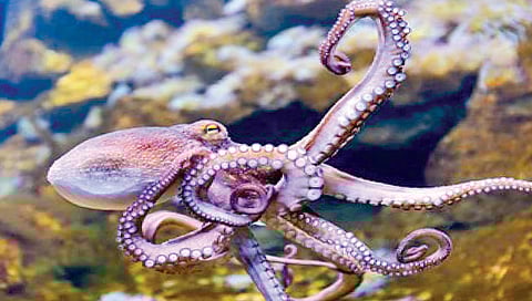ऑक्टोपस; अवकाशातून आलेला ‘एलियन’ जीव?