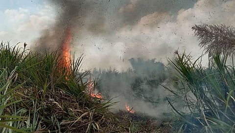 शिरूर : वढू बुद्रुकमध्ये तब्बल २५ एकर ऊस जळून खाक