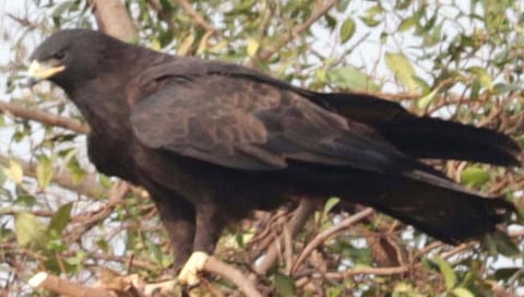 चंद्रपूर : नागभिड तालुक्यात आढळला दुर्मिळ ‘काळा गरुड’