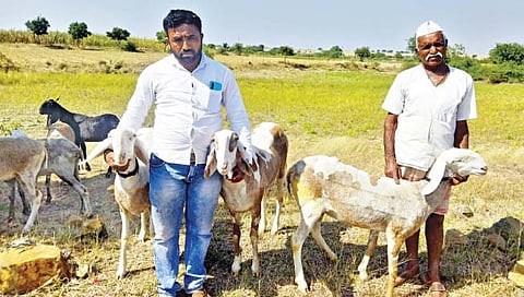 माडग्याळ मेंढीला हवे जीआय मानांकन