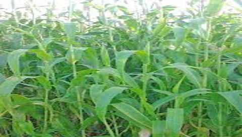 सातारा : बदलत्या हवामानाचा रब्बीवर परिणाम