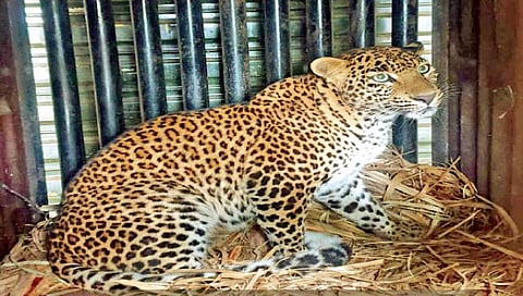 किरपे गावातील बिबट्या पिंजर्‍यात जेरबंद 