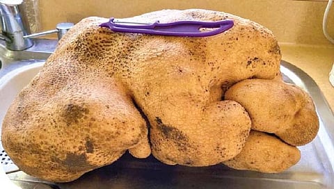 वेलिंग्टन : जगातील मोठ्या बटाट्याची डीएनए टेस्ट