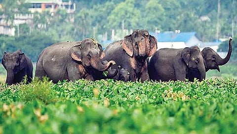 हत्तींचे स्‍थांनातर 