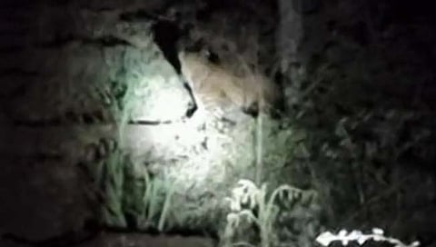 नाशिक : निफाडचा गोदाकाठ बिबट्याच्या दहशतीखाली