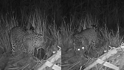 बिबट्या : ‘ती’ आली अन् बछड्यांना घेऊन गेली!