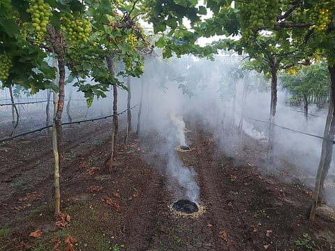 नाशिक : निफाडला निचांकी तपमानाची नोंद; पारा ५.५ अंशावर