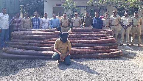 कर्नाटकचा ‘पुष्पा’ सांगलीत पकडला ! तब्बल २ कोटी ४५ लाखांचे रक्तचंदन जप्त