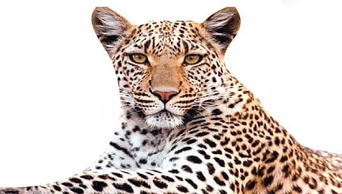 बिबट्याकडून कुत्रे फस्त; तळमावले परिसरात दहशत कायम