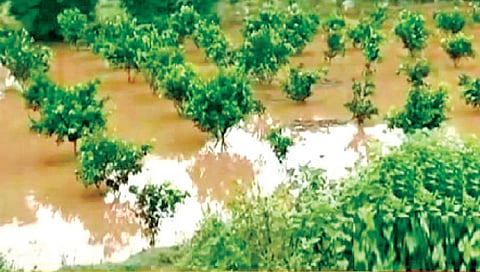 सोलापूर : अतिवृष्टीबाधित शेतकर्‍यांचे २० कोटी थकले; दुसर्‍या टप्प्यातील निधीकडे शेतकर्‍यांचे लक्ष