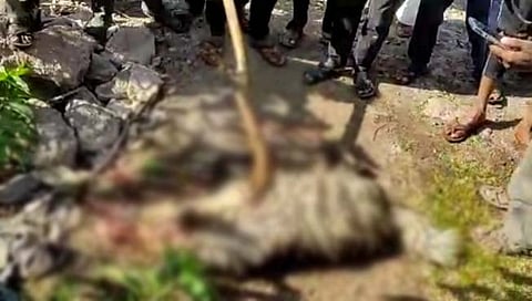 सांगली : तरस शिकारप्रकरणी तरुणास अटक; व्हायरल व्हिडिओमुळे प्रकरणाचा छडा