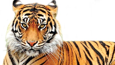 Tiger counting : रत्नागिरीत आजपासून व्याघ्र गणना