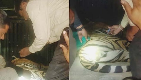 चंद्रपूर : उर्जानगर येथे दहशत माजविणारा वाघ जेरबंद