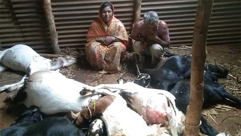 औरंगाबाद : पिंपळदरी येथे बिबट्याच्या हल्ल्यात नऊ शेळ्या ठार 