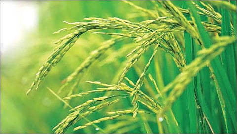 धानखरेदी