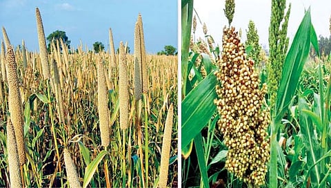 निगराणी ज्वारी आणि बाजरीची