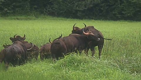पन्हाळा तालुक्यात तब्बल 25 गव्यांचा कळप वाघवे-खोतवाडी परिसरात घबराट