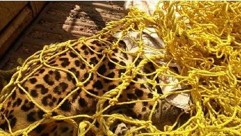 गोवा : त्या बिबट्याचा संशयास्पद मृत्यू