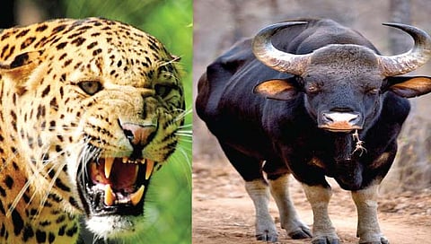 शिराळा : बिबट्या आणि गव्यांची दहशत!