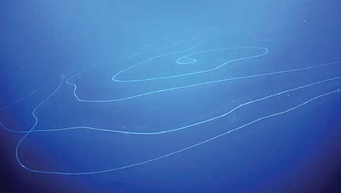 पृथ्वीवरील सर्वाधिक लांबीचा जीव!