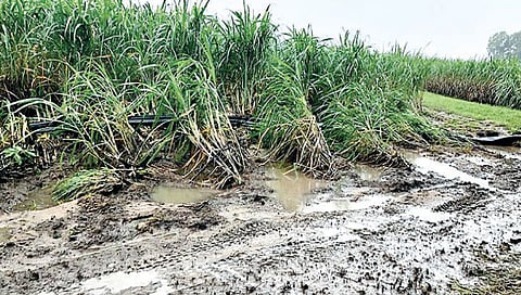 कोल्हापूर : पूरबाधित ऊस अजूनही शिवारातच!