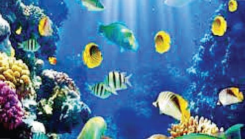 कोल्हापुरात साकारणार 100 प्रजातींचे मत्स्यालय