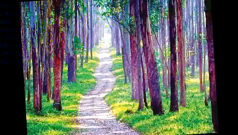 वनस्पतींच्या 9200 प्रजाती अद्यापही अज्ञातच?