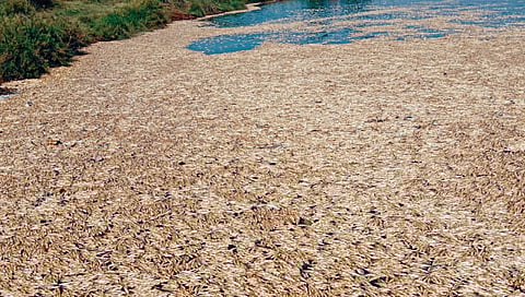 पंचगंगा नदीपात्रात मोठ्या प्रमाणात मृत माशांचा खच