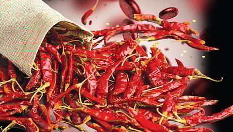 कोल्हापूर : मिरचीचा तोरा वाढला